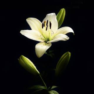 Lilies desktop wallpaper