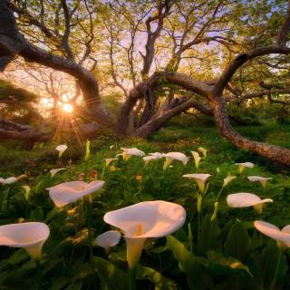 Lilies desktop wallpaper