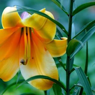 Lilies desktop wallpaper
