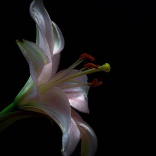 Lilies desktop wallpaper