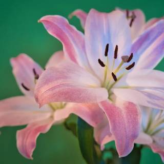 Lilies desktop wallpaper
