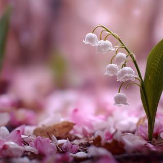 Lilies desktop wallpaper
