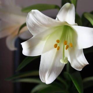 Lilies desktop wallpaper