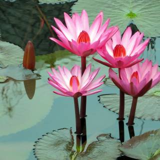 Lilies desktop wallpaper