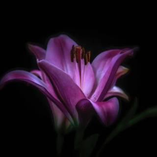 Lilies desktop wallpaper