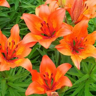 Lilies desktop wallpaper