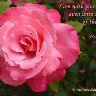 Pink Bible verse desktop wallpaper