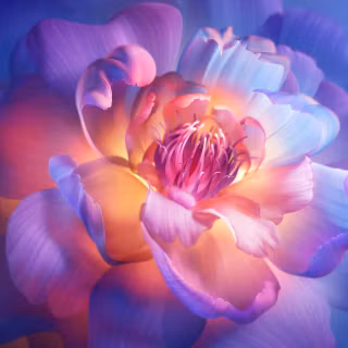 Aesthetic flower 4k wallpaper