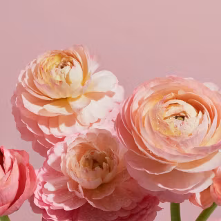 Aesthetic flower 4k wallpaper