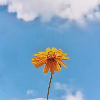 Aesthetic flower 4k wallpaper