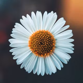 Aesthetic flower 4k wallpaper