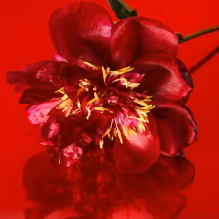 Aesthetic flower 4k wallpaper