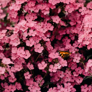 Aesthetic flower 4k wallpaper