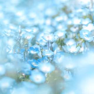 Aesthetic flower 4k wallpaper