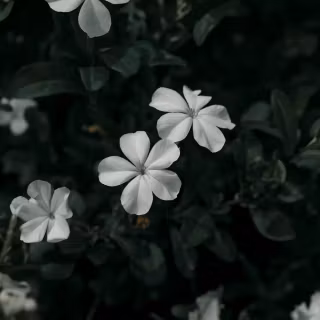 Aesthetic flower 4k wallpaper