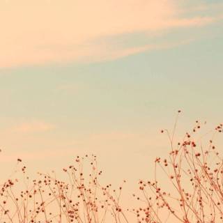 Desktop aesthetic flowers wallpaper