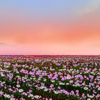 Aesthetic flower 4k wallpaper