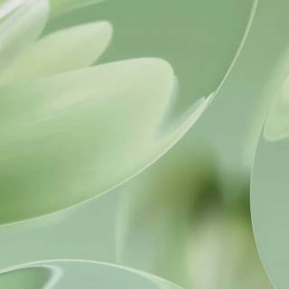 Phone sage green wallpaper