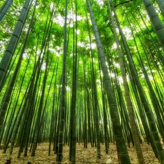 Bamboo forest 4k wallpaper
