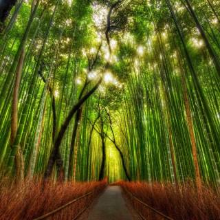 Bamboo forest 4k wallpaper