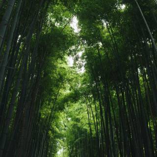 Bamboo forest 4k wallpaper