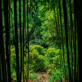 Bamboo forest 4k wallpaper