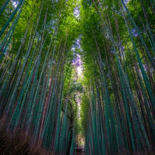 Bamboo forest 4k wallpaper