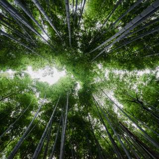 Bamboo forest 4k wallpaper