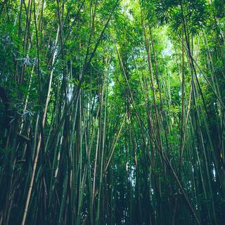 Bamboo forest 4k wallpaper