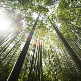 Bamboo forest 4k wallpaper
