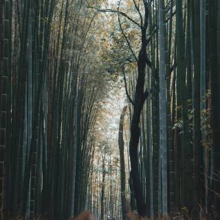 Bamboo forest 4k wallpaper