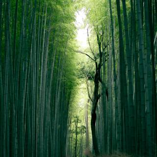 Bamboo forest 4k wallpaper
