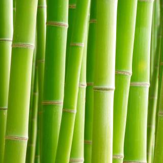 Bamboo forest 4k wallpaper