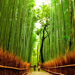 Bamboo forest 4k wallpaper