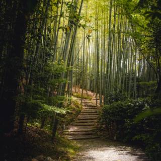 Bamboo forest 4k wallpaper