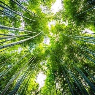 Bamboo forest 4k wallpaper