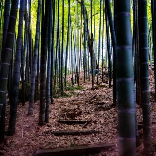 Bamboo forest 4k wallpaper