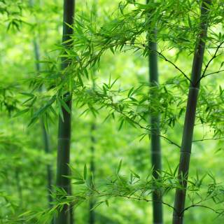 Bamboo forest 4k wallpaper