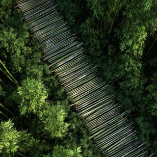 Bamboo forest 4k wallpaper
