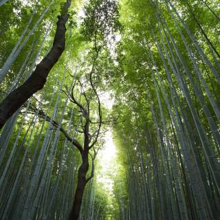 Bamboo forest 4k wallpaper