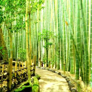 Bamboo forest 4k wallpaper