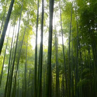 Bamboo forest 4k wallpaper