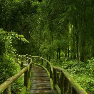 Bamboo forest 4k wallpaper