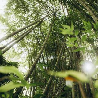 Bamboo forest 4k wallpaper