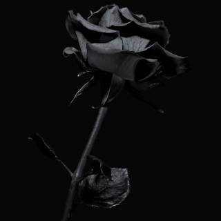 Black cute phone wallpaper
