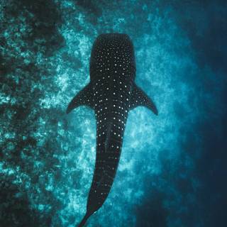 Whale shark phone wallpaper