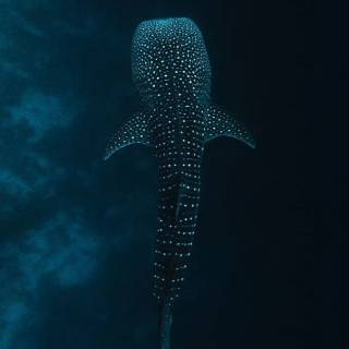 Whale shark phone wallpaper