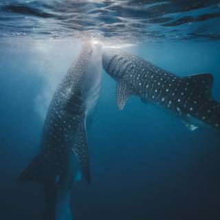 Whale shark phone wallpaper