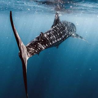 Whale shark phone wallpaper