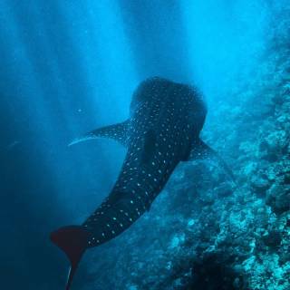 Whale shark phone wallpaper